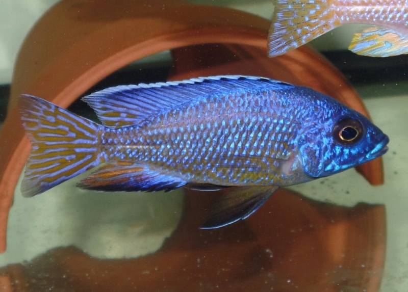 Aulonocara koningsi 'Mbenji Island'